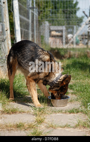 Mischling in Pfund Stockfoto