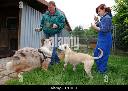 Hunde in Pfund Stockfoto