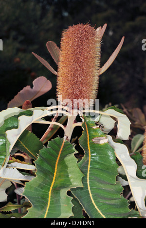 Alten Flower Spike Sumpf Banksia/Broad-Leaved Banksia - Banksia Robur - Familie Proteaceae Stockfoto