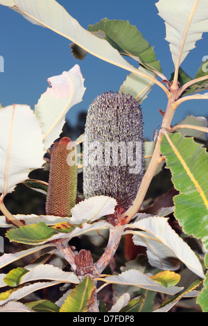 Banksia/Broad-Leaved Banksia, neuen und alten Wachstum mit zwei Kreuzritter Bugs [Mictis Profana] Sumpf - Banksia Robur - Familie Proteacea Stockfoto