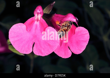 Close-up Honey Bee [Apis Mellifera] sammeln von Pollen von Baby/Graham / schwarze Johannisbeere Salbei-Salvia Microphylla-Familie Lamiaceae Stockfoto