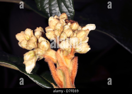 Close-up Loquat Knospen / Japanische Pflaume / chinesische Pflaume - Eriobotrya Japonica - Familie Rosengewächse Stockfoto