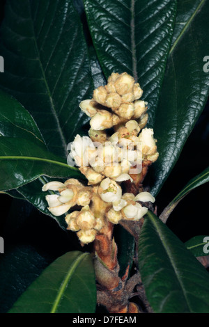 Close-up Loquat Knospen / Japanische Pflaume / chinesische Pflaume - Eriobotrya Japonica - Familie Rosengewächse Stockfoto