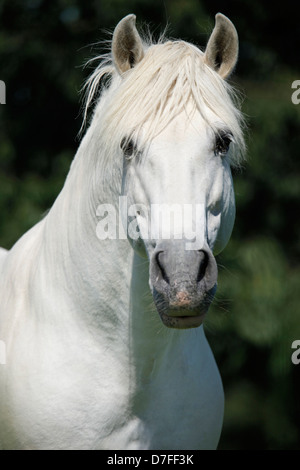 Pura Raza Espanola Portrait Stockfoto