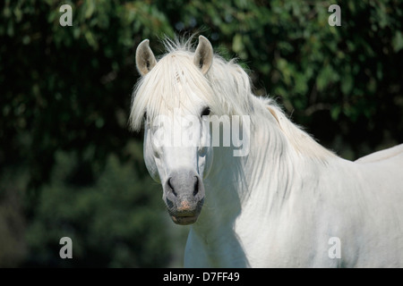 Pura Raza Espanola Portrait Stockfoto