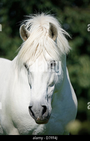 Pura Raza Espanola Portrait Stockfoto