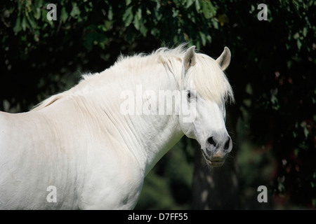 Pura Raza Espanola Portrait Stockfoto