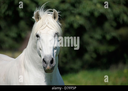 Pura Raza Espanola Portrait Stockfoto