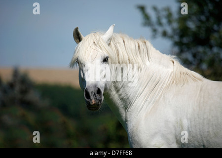 Pura Raza Espanola Portrait Stockfoto
