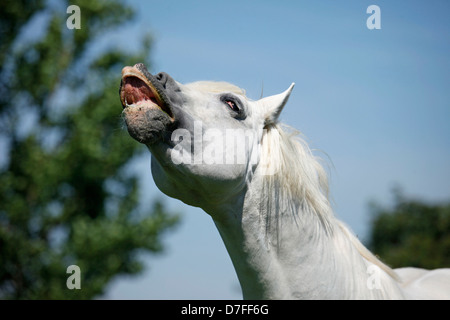 Pura Raza Espanola Portrait Stockfoto