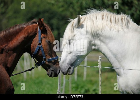 Pura Raza Espanolas Stockfoto