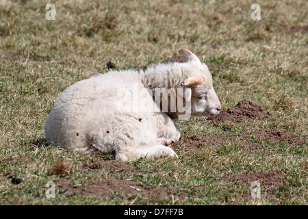 Hebridean Lamm ruht auf Denaby Ings Stockfoto