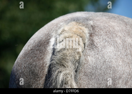 Sommer-Juckreiz Stockfoto