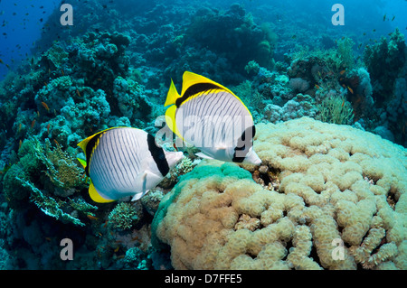 Gefütterte Butterflyfish (Chaetodontidae Lineolatus), paar Fütterung auf Blase Korallen (Plerogyra Sinuosa). Ägypten, Rotes Meer. Stockfoto