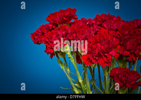 rote Nelke Blumen auf weißem Hintergrund Stockfoto