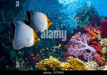 Orange-Gesicht Butterflyfish (Chaetodontidae Larvatus). Ägypten, Rotes Meer. Bereich: Rotes Meer, Golf von Aden. Stockfoto