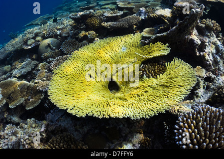 Acropora Tabelle Korallen auf Coral Reef Maldives Stockfoto