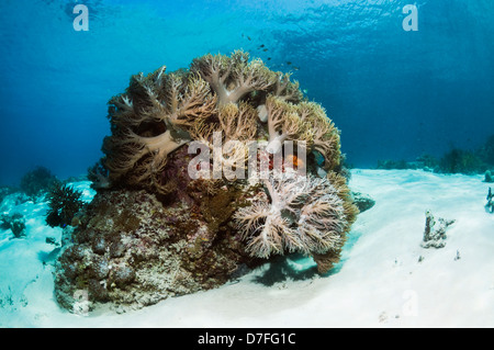 Leder Koralle (Sinularia Flexibilis) auf Korallenstein auf sandigen Boden. Nationalpark Komodo, Indonesien. Stockfoto