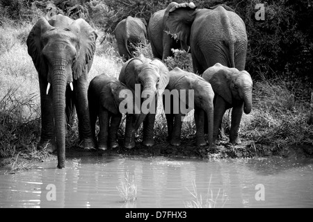 Herde von Elefanten trinken Stockfoto