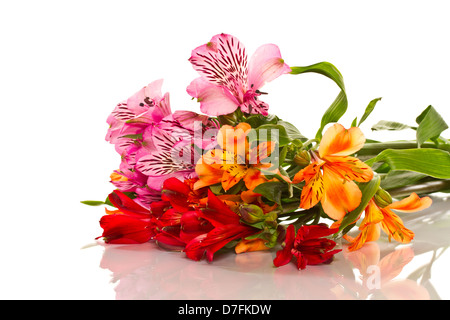 Schöne Blumen Stockfoto