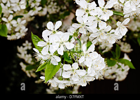 Weißen Kirschblüten auf einem Kirschbaum (Prunus sp.) Stockfoto