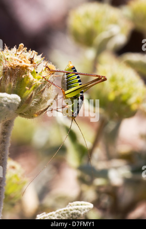 Eine grüne Heuschrecke auf die Knospe einer Blume. Stockfoto