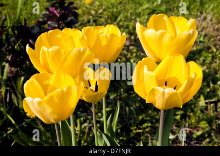 blühende gelbe Tulpen, die im Garten sind Stockfoto