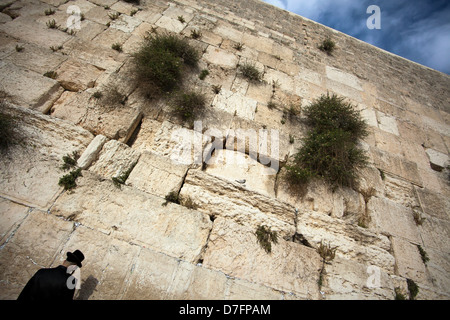 Ein orthodoxer Jude gedrückt im Gebet vor der Klagemauer in der Jerusalemer Altstadt. Stockfoto