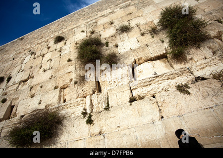 Ein orthodoxer Jude gedrückt im Gebet vor der Klagemauer in der Jerusalemer Altstadt. Stockfoto