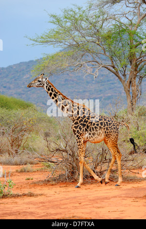 Hochschwangere Giraffe im Tsavo West Nationalpark, Kenia, Ostafrika Stockfoto