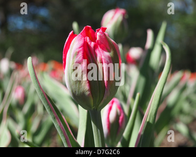 nicht in voller Blüte, bereit sich Blume Stockfoto
