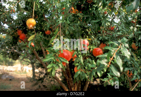 Granatapfelbaum in Clil, westlichen Galiläa Stockfoto