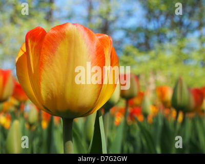 eine orange und gelbe Tulpe im Vordergrund, Blumenbeet im Hintergrund Stockfoto