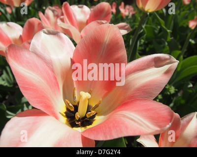 blass rosa Tulpe Makro Blütenteile Stockfoto