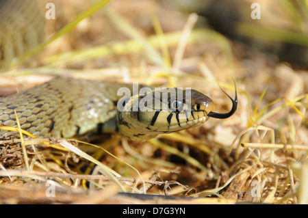 Weibliche gesperrt Ringelnatter (Natrix Helvetica), UK Stockfoto