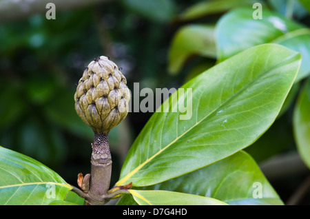 Magnolia Grandiflora Saatgut Kopf Stockfoto