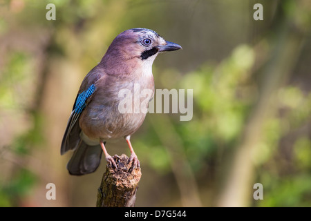 Europäische Jay (Garrulus Glandarius) festhalten an einer vertikalen Zweig im Wald einen alten Zweig Stockfoto