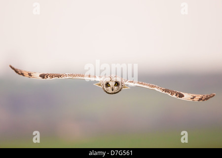 Eine Sumpfohreule (Asio Flammeus) im Flug jagen über farmland Stockfoto