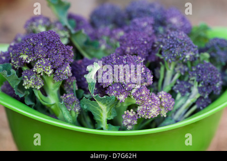 Brassica Oleraceae. Lila sprießende Brokkoli in einem grünen Sieb. Stockfoto