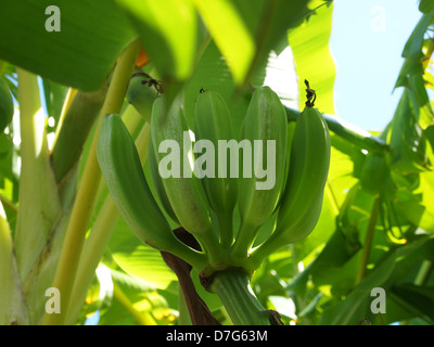 Bananen sind an einem Baum hängend Stockfoto