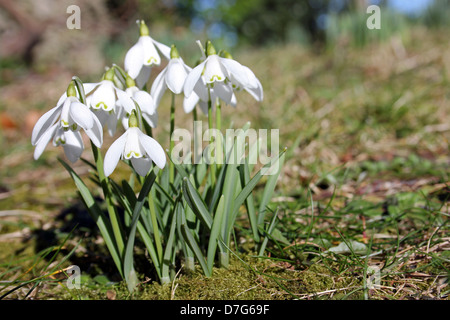 Gemeinsamen Schneeglöckchen Galanthus nivalis Stockfoto