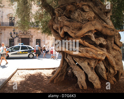 Eine knorrige Olivenbaum in Palma de Mallorca Stockfoto