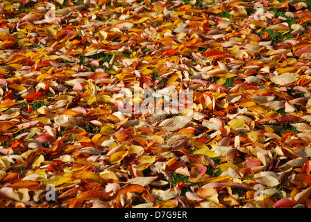 Herbstlaub im örtlichen Park Roermond Niederlande Stockfoto