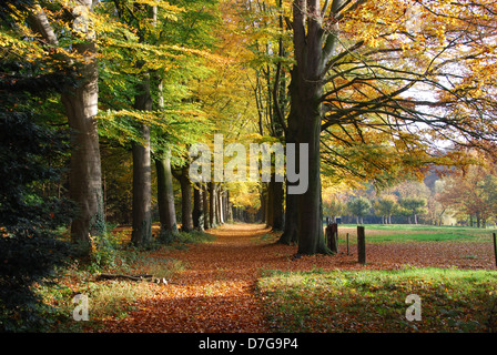 herbstlichen Wald Allee in der Nähe von Hillenraad Burg Roermond Limburg Niederlande Stockfoto