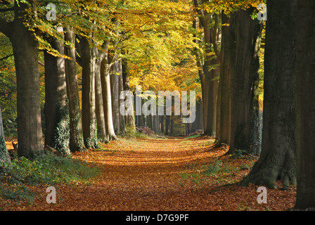 herbstlichen Wald Allee in der Nähe von Hillenraad Burg Roermond Limburg Niederlande Stockfoto