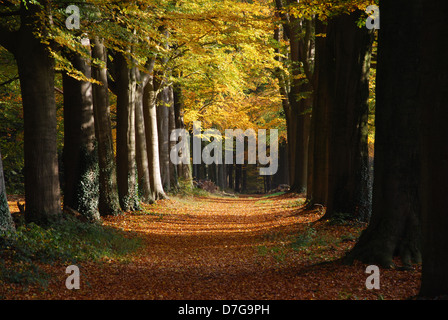 herbstlichen Wald Allee in der Nähe von Hillenraad Burg Roermond Limburg Niederlande Stockfoto