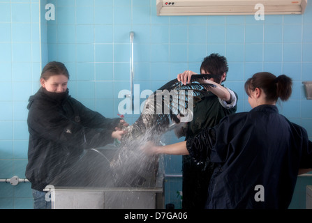 Rotmilan gewaschen von tierärztlichen Krankenschwestern Stockfoto