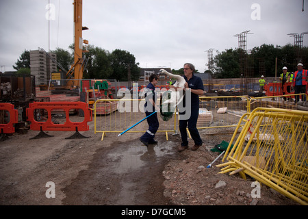 Swan-Rettung auf der Baustelle Stockfoto