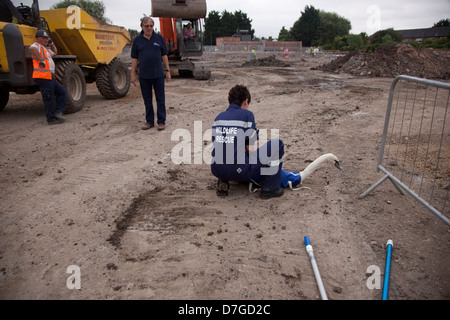 Swan-Rettung auf der Baustelle Stockfoto