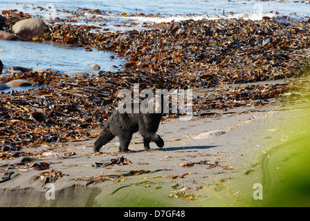 Ein schwarzer Bär zu Fuß entlang der Pazifikküste auf der Insel Kunaschir. Süd-Kurilen, Russland Stockfoto